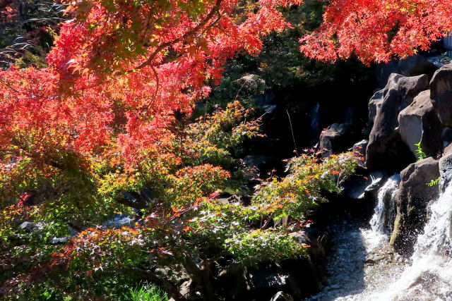 府中の森の紅葉