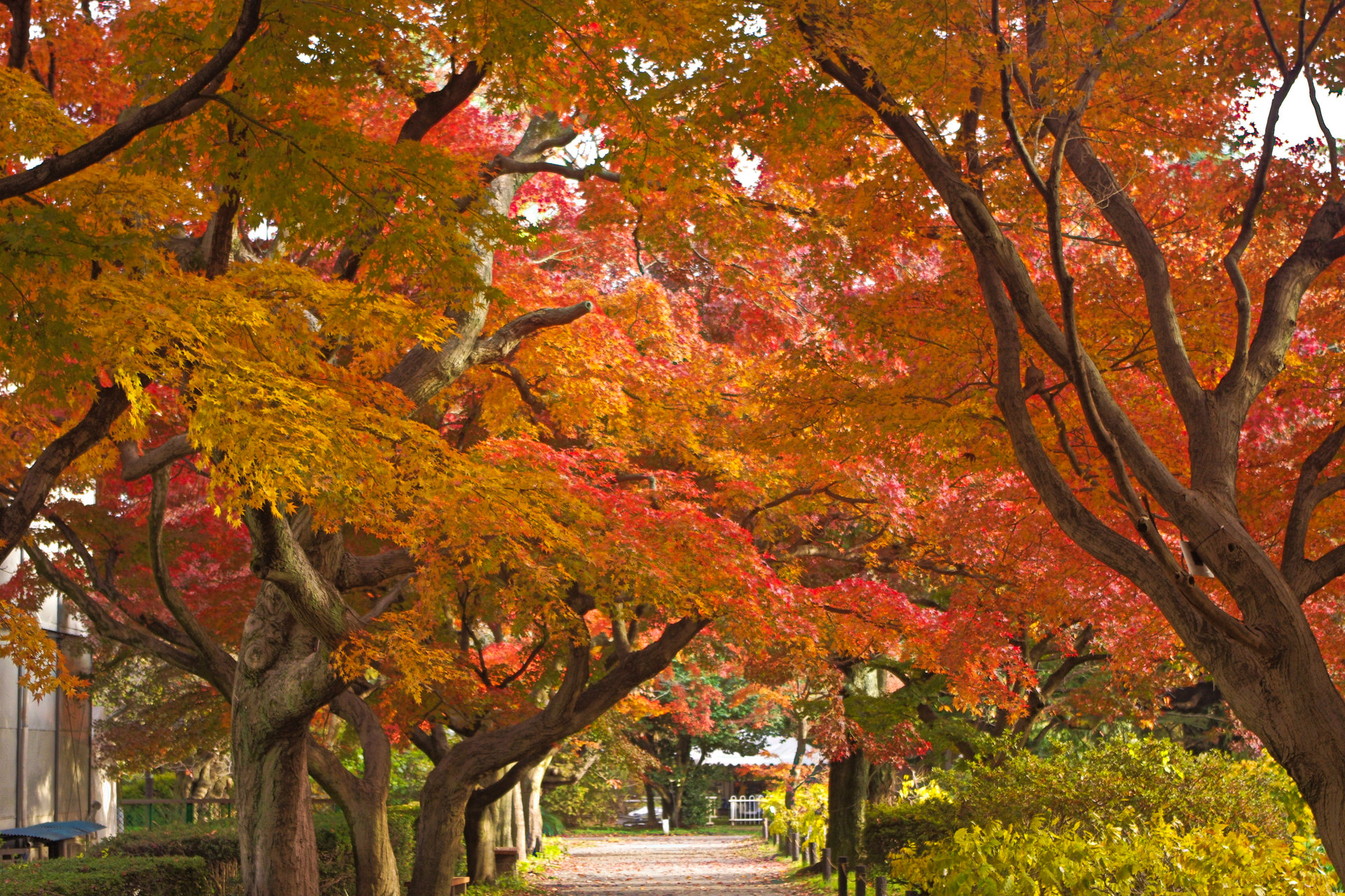 日本の風景 小石川植物園の紅葉 壁紙19x1280 壁紙館