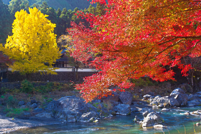 御岳渓谷 紅葉と大銀杏