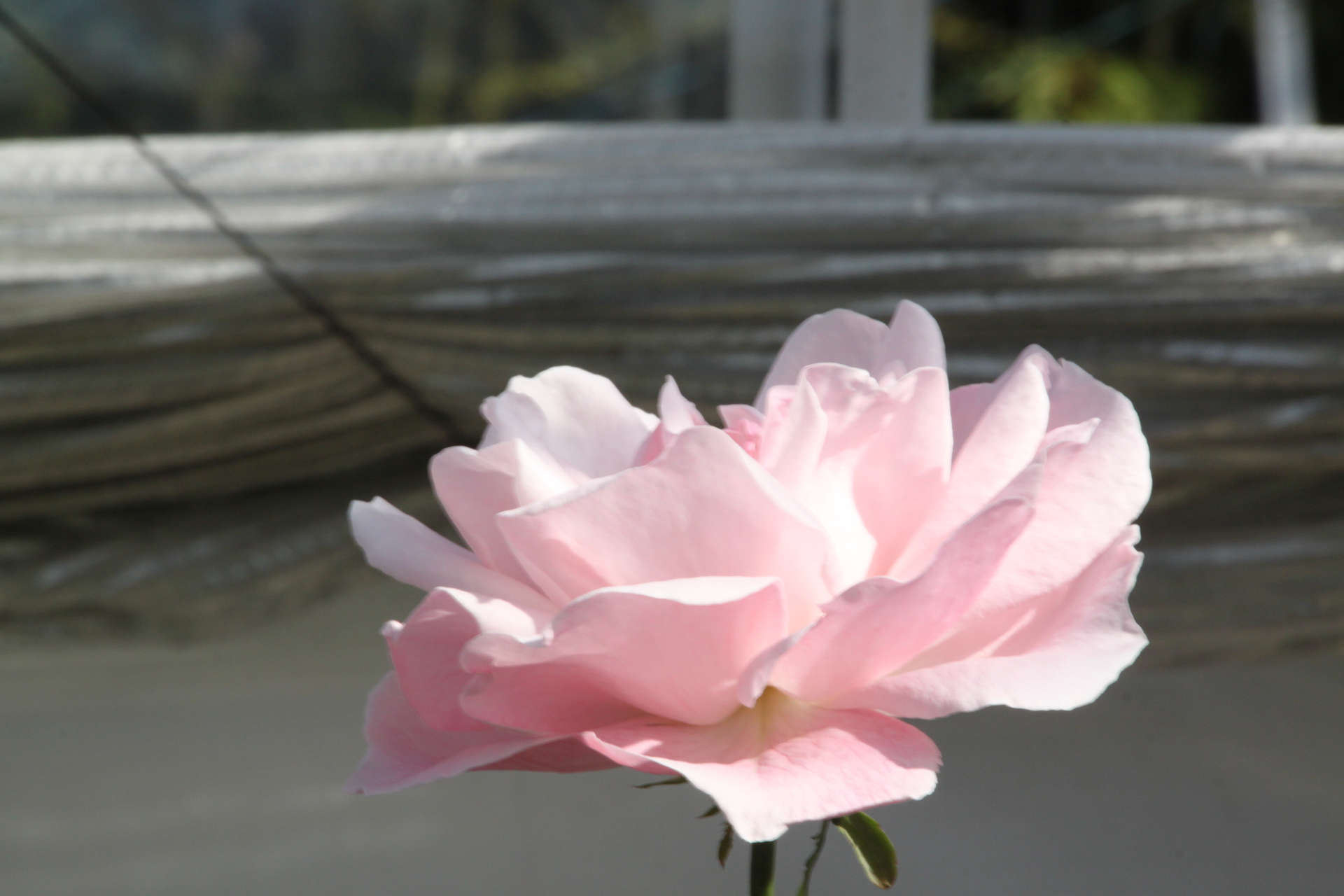 花 植物 ピンクのバラ一輪 壁紙19x1280 壁紙館