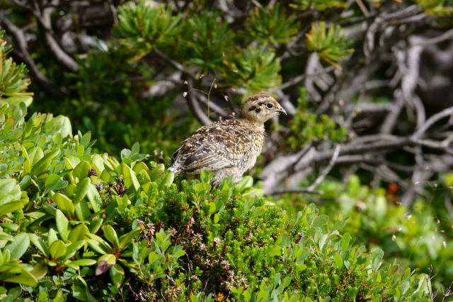 御嶽山のチビ雷鳥