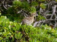 御嶽山のチビ雷鳥