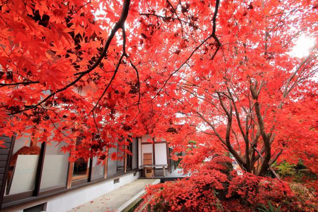 法泉寺の紅葉-1