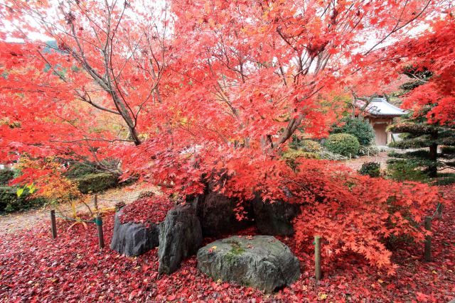 法泉寺の紅葉-2