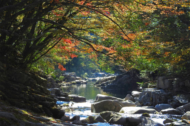 渓流の紅葉 奥津渓谷10