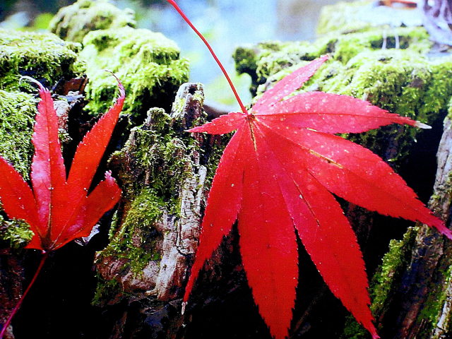 楓の紅葉