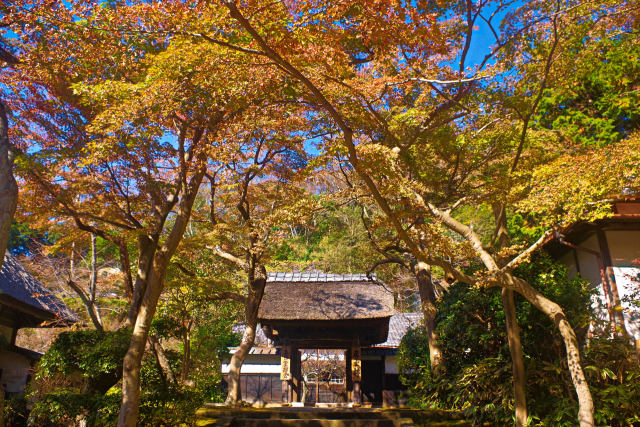 鎌倉 円覚寺の紅葉