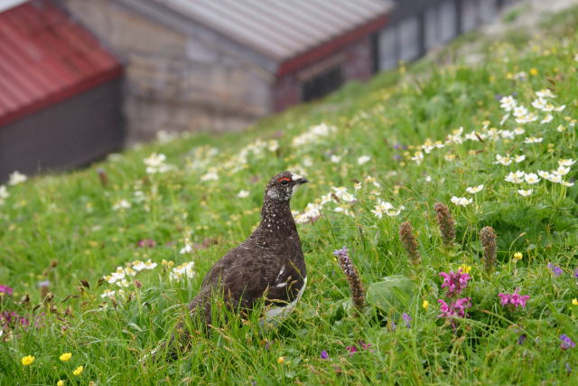 白馬岳の雄雷鳥5