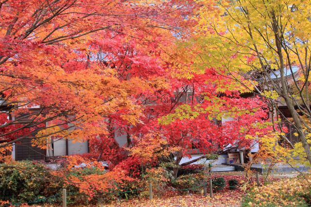 法泉寺の紅葉-3