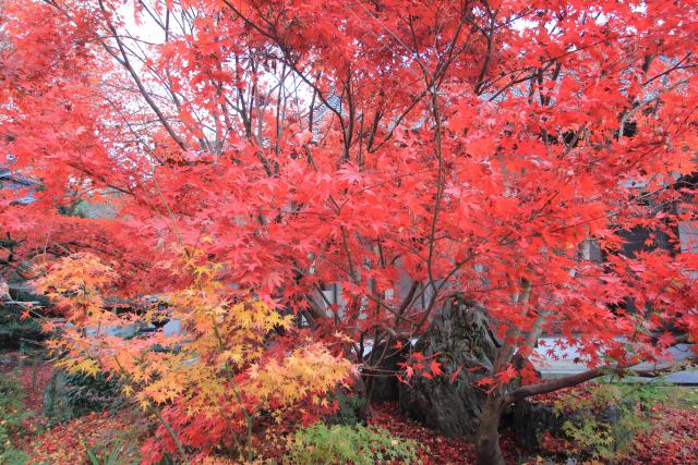 法泉寺の紅葉-4