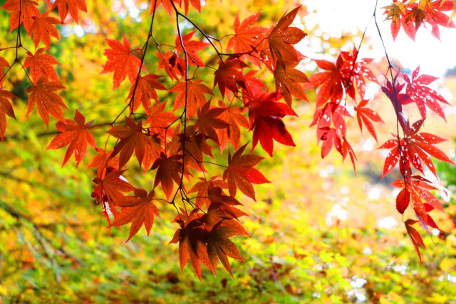 瑠璃光院紅葉