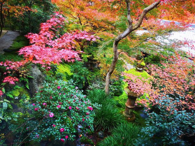 瑠璃光院紅葉