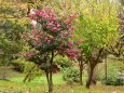 満開の山茶花の木