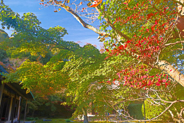 鎌倉 長寿寺の紅葉