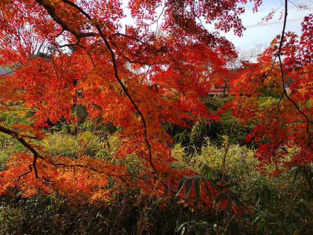 比叡山口紅葉