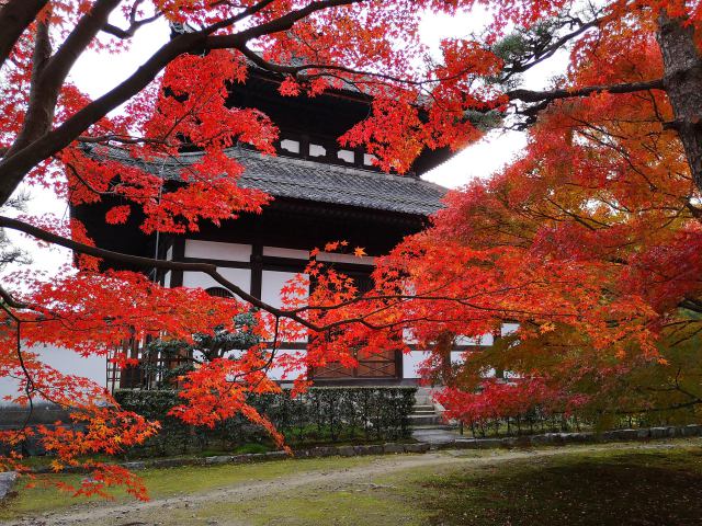 東福寺紅葉