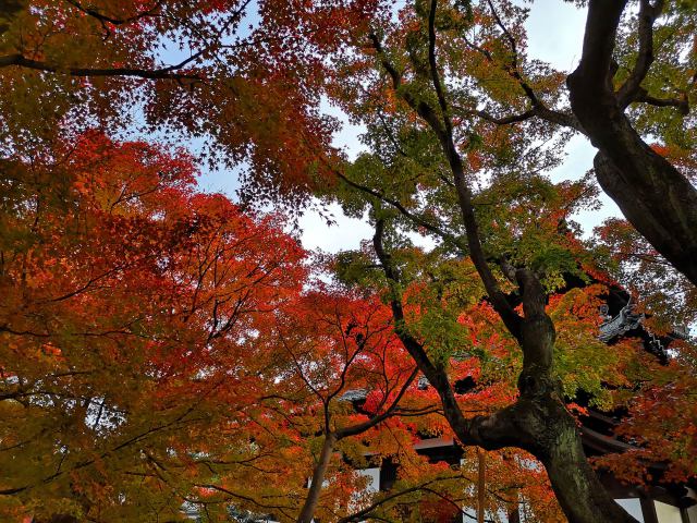 東福寺紅葉