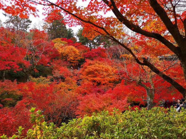 東福寺紅葉