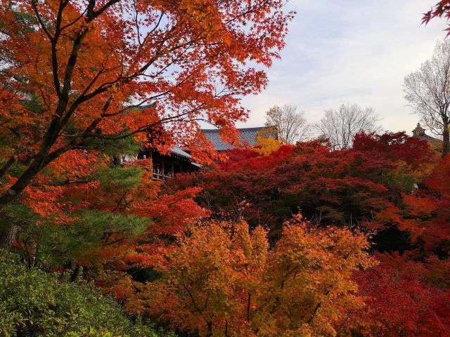 東福寺紅葉