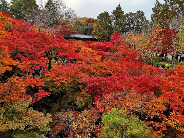 東福寺紅葉