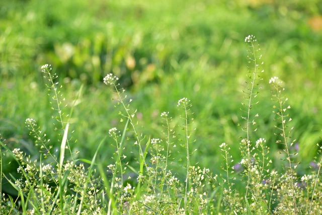 ぺんぺん草