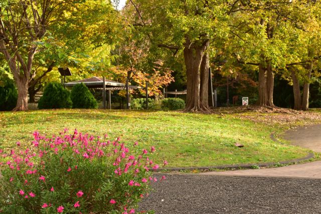 11月の戸山公園