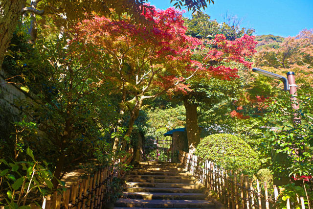 鎌倉 円覚寺の紅葉