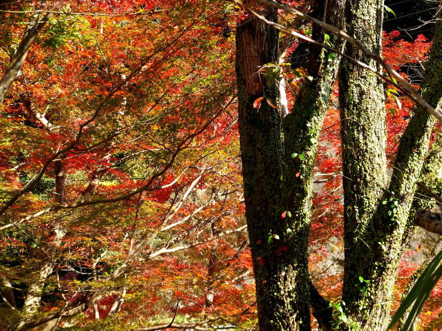 林の紅葉