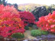 栗林公園の紅葉