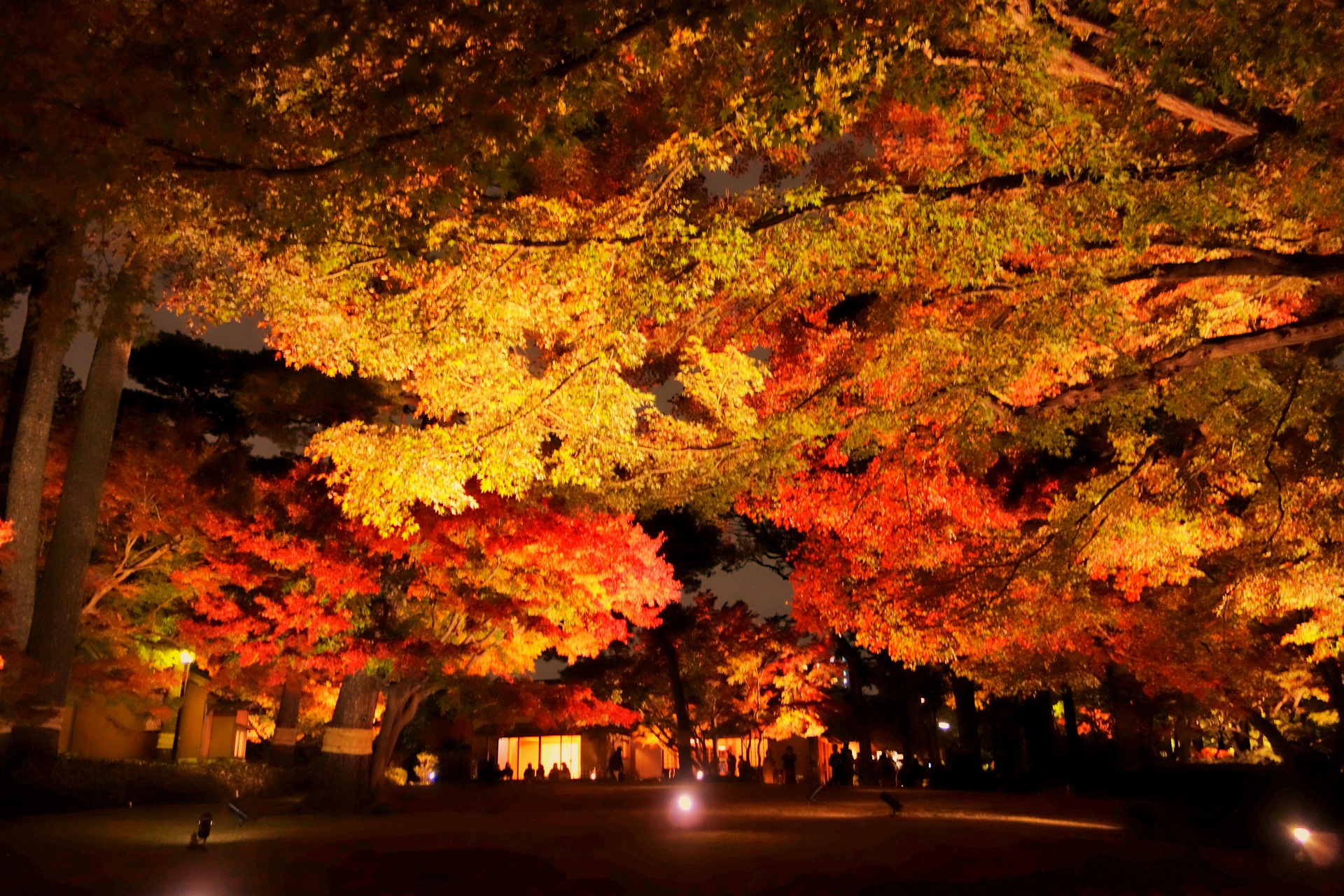 夜景 花火 イルミ 紅葉ライトアップ 壁紙19x1280 壁紙館