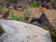 御嶽山のチビ雷鳥2