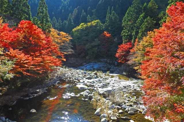 渓流の紅葉 奥津渓谷11