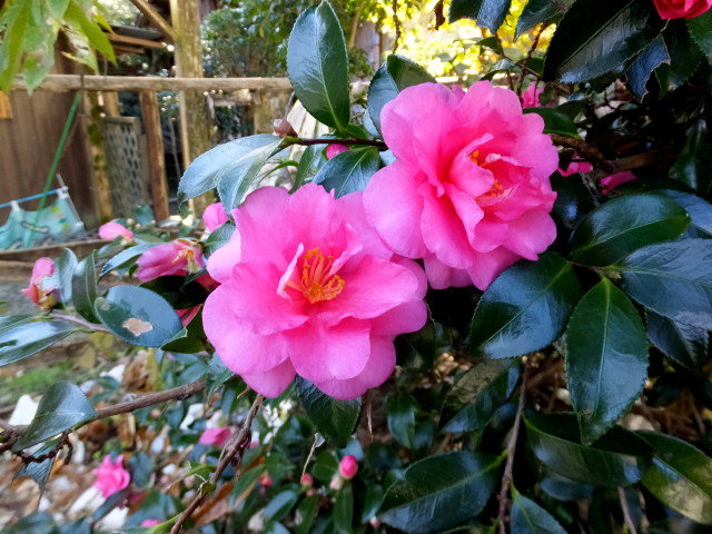 可憐な花、秋月城址で