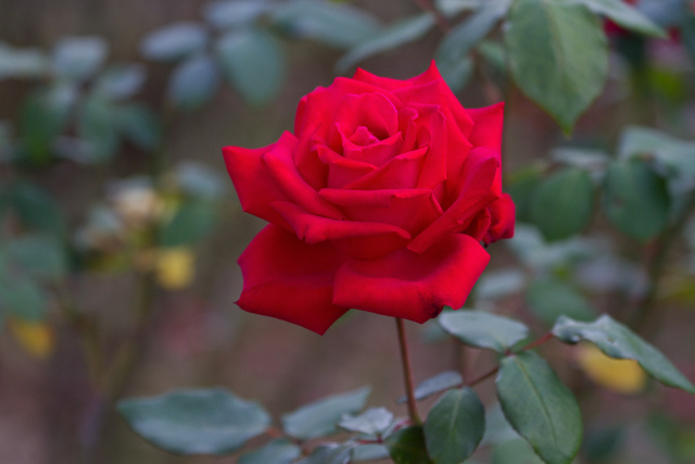 花 植物 クリスチャンディオール 壁紙館