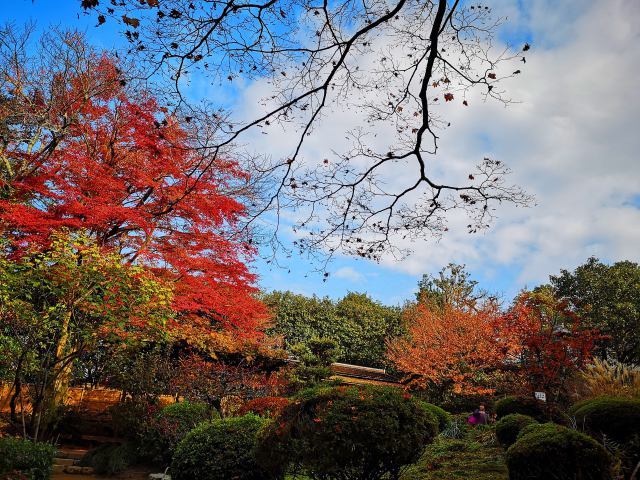 詩仙堂紅葉