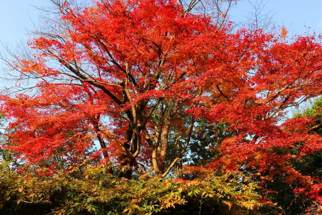 詩仙堂紅葉