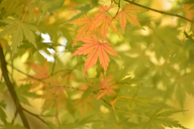 うっすら色づいた紅葉