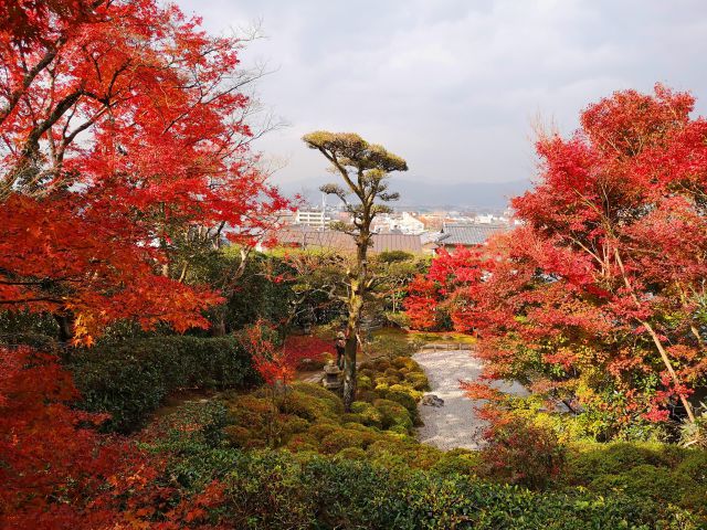 今福寺紅葉