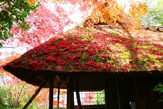 今福寺紅葉