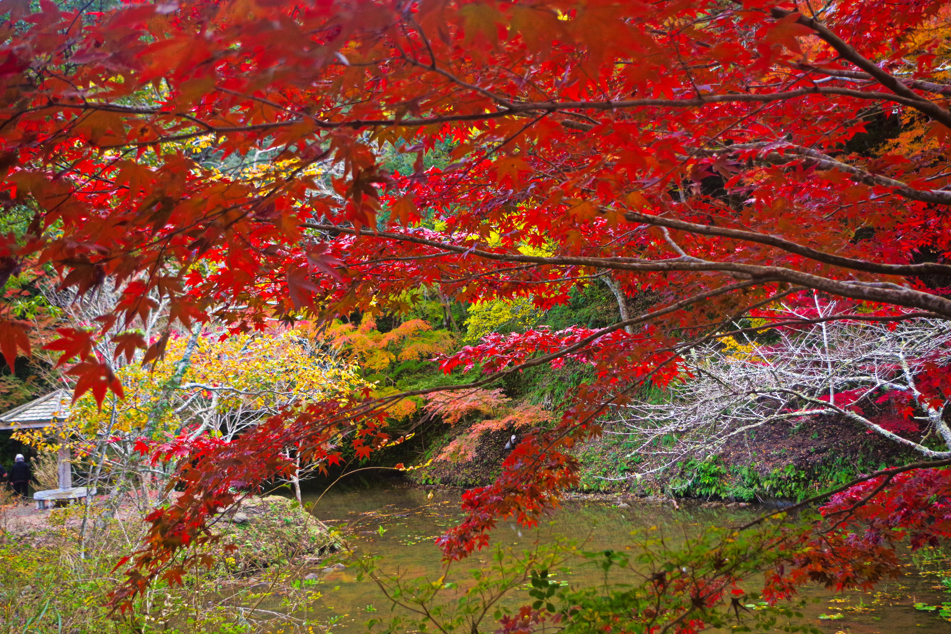 日本の風景 南房総 小松寺の紅葉 壁紙19x1280 壁紙館