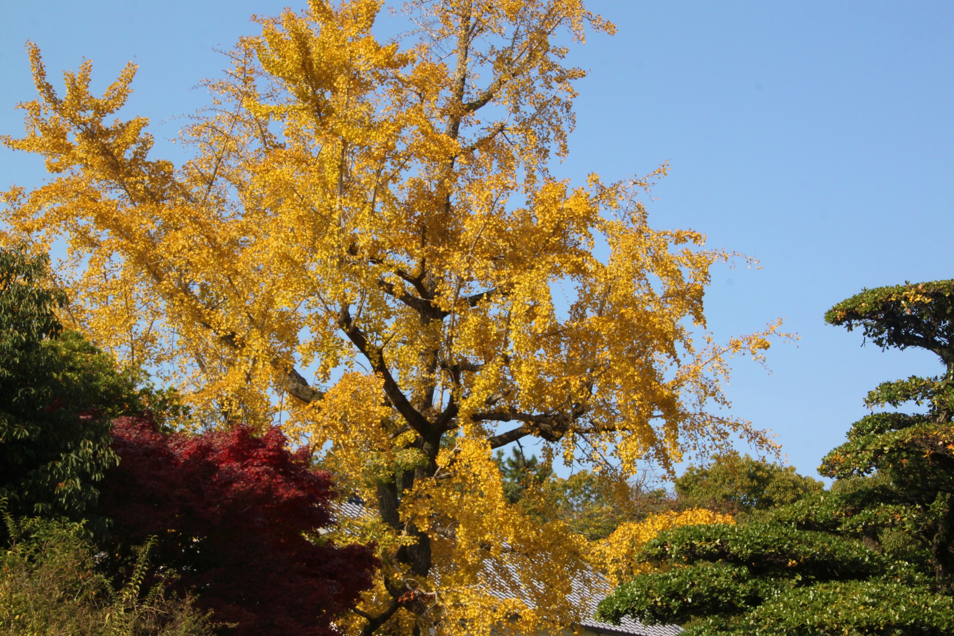 花 植物 公園の銀杏 壁紙19x1280 壁紙館