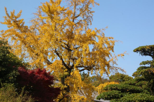 公園の銀杏