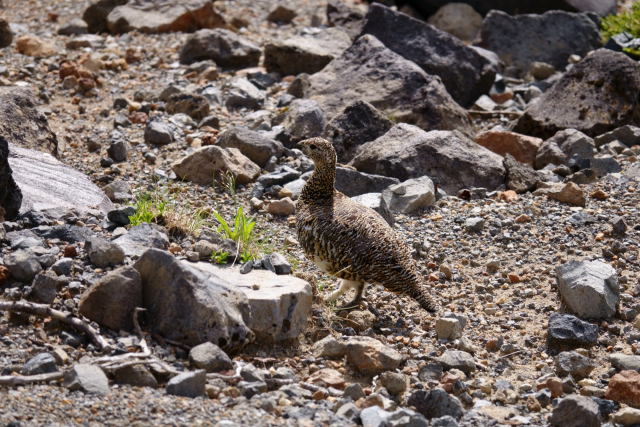 御嶽山のママ雷鳥3