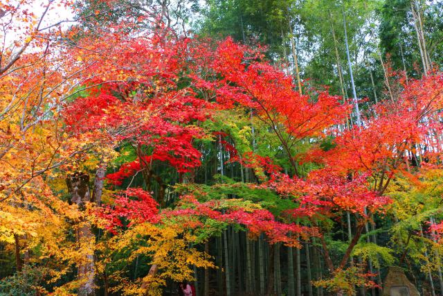 圓光寺紅葉