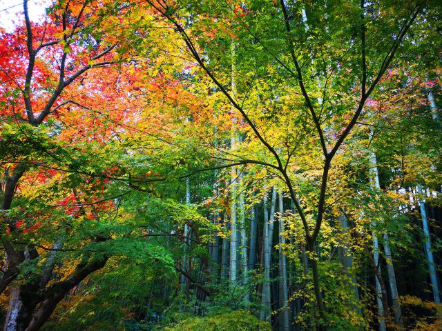 圓光寺紅葉