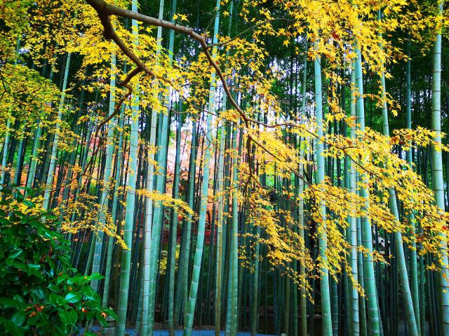 圓光寺紅葉