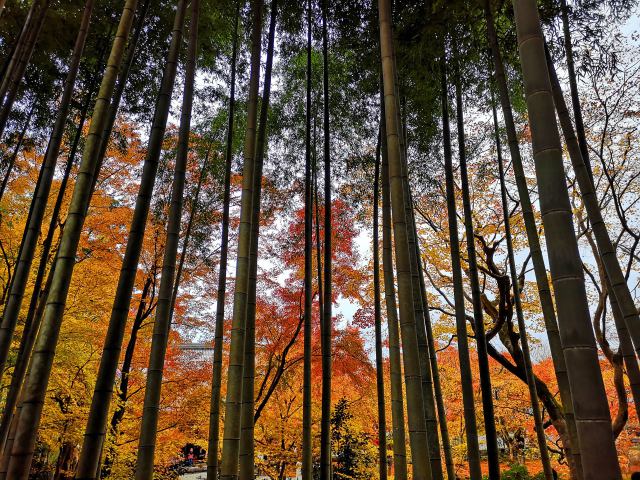 圓光寺紅葉