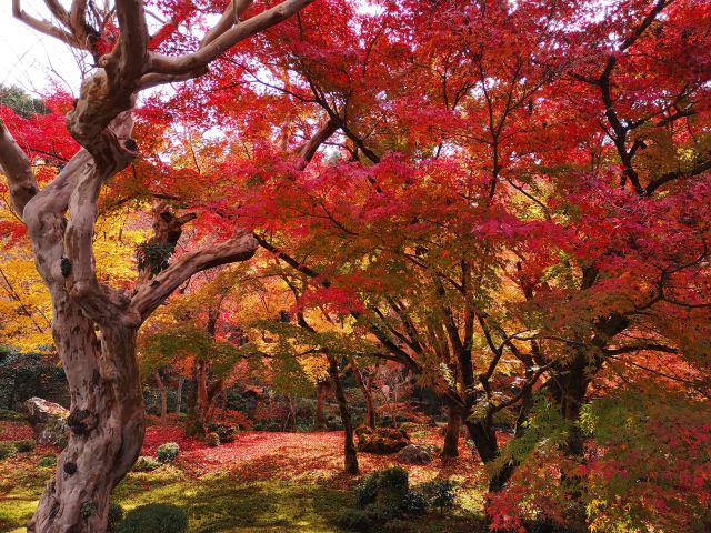 圓光寺紅葉