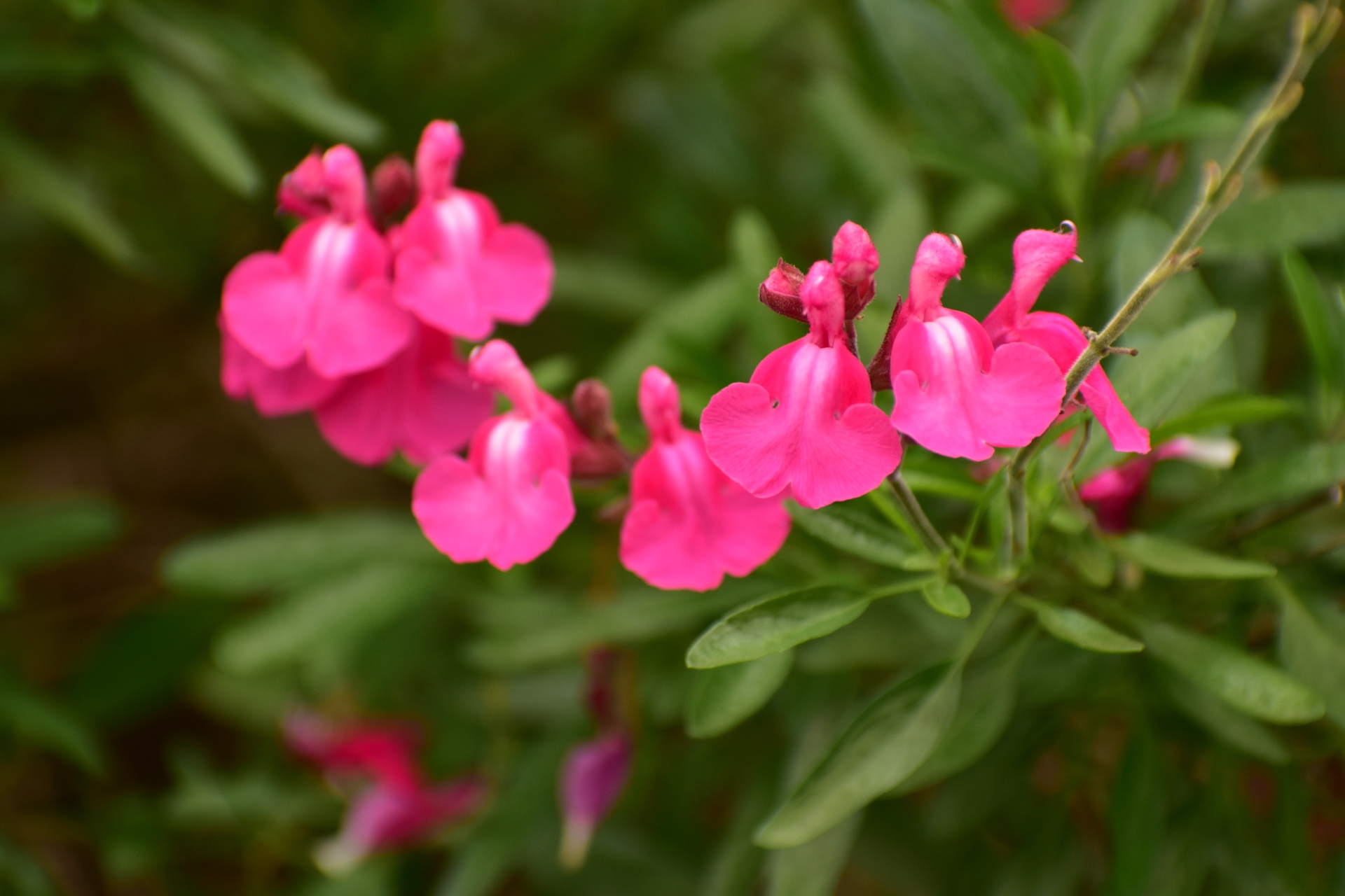 花 植物 オータムセージ 壁紙19x1280 壁紙館