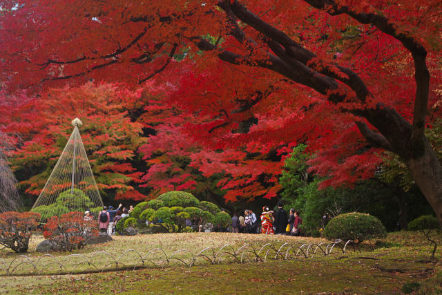 小石川後楽園の紅葉